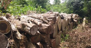 Des grumes prêts pour la carbonisation à Kisangani